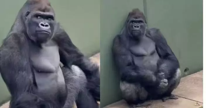 顏值不輸明星爸爸！日動物園13歲「型男猩猩」憑不羈神情迷倒一眾網民