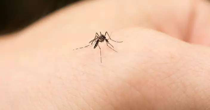 今年蚊患疑提早殺到！疾控中心籲春季開始防蚊警惕「雙熱」來襲