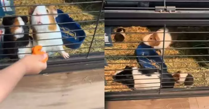 購買兩隻「公」天竺鼠 女子翌日驚見籠內多出5幼鼠秒變「7口之家」勁錯愕