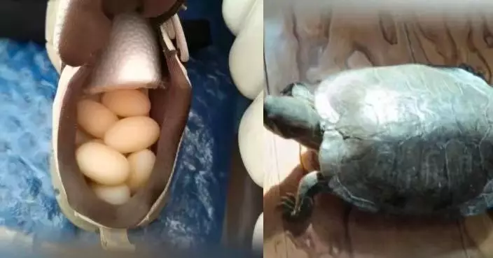 鞋子變「產房」 山東女飼主見飼養20年寵物龜鞋內產蛋感驚奇