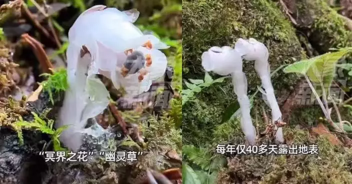 湖南國家公園杜鵑林現逾400株「冥界之花」水晶蘭 每年僅40多天露出地表