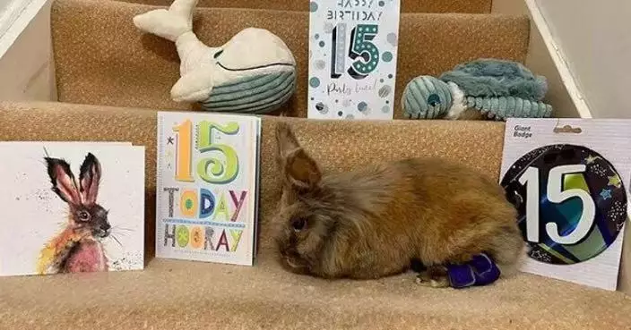 相當人類逾百歲 英寵物兔以15歲高齡獲認證「全球在世最長壽兔仔」