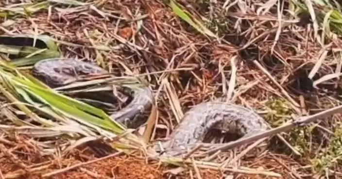 果園作業聽見窸窣聲響 江西村民驚見2.5米長巨蟒蠕動嚇壞報警 附野外防蛇4要訣