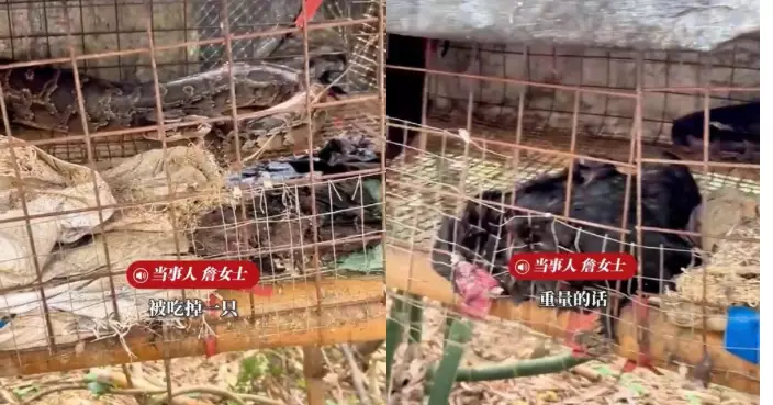 深夜潛雞舍偷食 2米長巨蟒狂吞雞隻撐爆身軀困籠內動彈不得