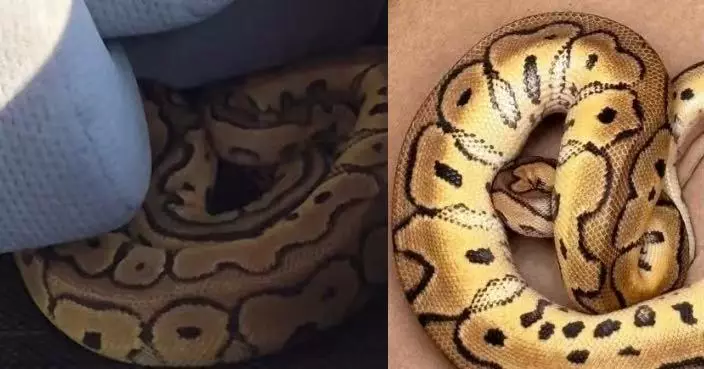 乘客曾話「手袋跌咗嘢」 美Uber司機打開後車箱驚見活球蟒嚇窒報警