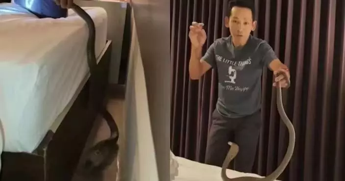 1.5米長眼鏡蛇闖泰國酒店房 旅客睡夢中遭爬過頸部瞬間驚醒