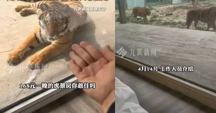河南動物園推特色「虎景房」 200蚊有找可近距觀賞老虎 網民反應兩極