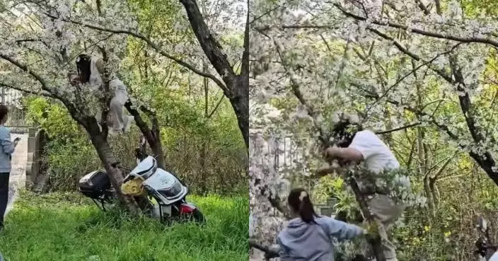 上海公園逾20年櫻花樹遭女遊客攀爬連根壓斷 網民怒斥不文明行為