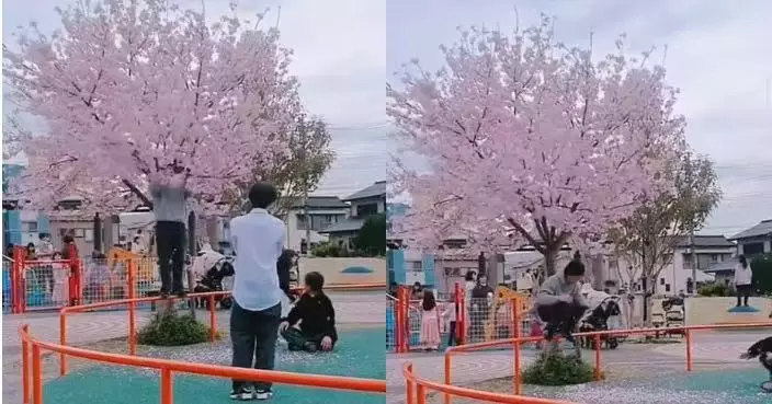 日網傳4年輕人疑為拍「花瓣雨」狂搖櫻花樹 引網民怒斥缺公德心