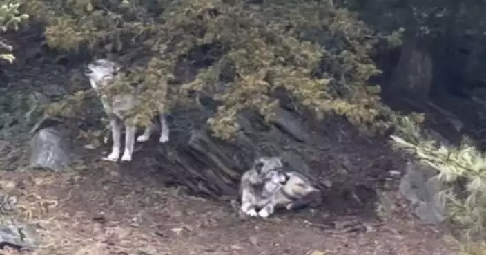 美17個月孩童爬動物園圍欄被狼「咬手指」 父母掛住睇手機未察覺面臨起訴