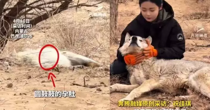 孕後捕獵能力下降 內蒙野生母狼臨產「投奔」保護站待產順利誕幼崽