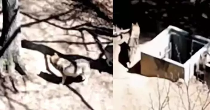 南韓動物園狼逃脫3天下落不明 軍警消動員逾300人搜捕未果