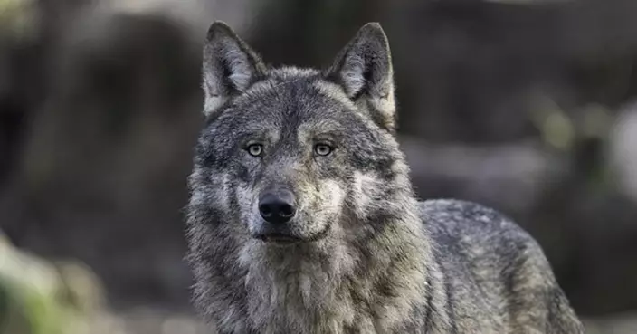 德國漢堡驚現狼襲擊人！女子購物區遭咬傷　1998年野狼重現以來首宗