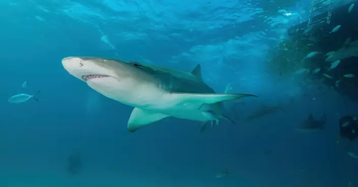 海洋生態警號！巴哈馬鯊魚驗出可卡因與咖啡因 旅遊熱點更明顯