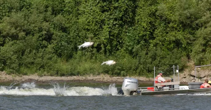 鯉魚跳龍門變跳傷人 美國漁民：30磅魚飛埋嚟 邊個頂得住