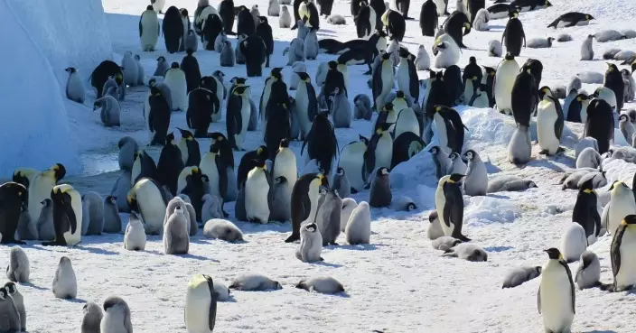 氣候變化加速冰川破裂及消失 皇帝企鵝及南極毛皮海獅數量大減被列瀕危