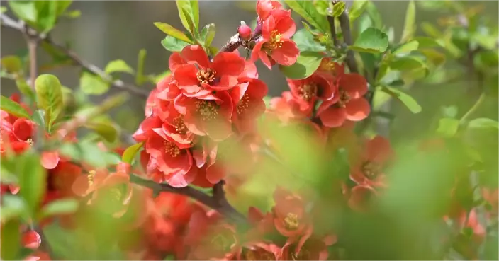 春到大西北花海爆紅 寧夏銀川甘肅天水遊人如潮 當局推精品路線吸客