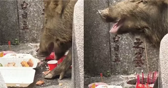 清明祭品留低就係野豬食？修樹工人爆墳場祭品去向真相