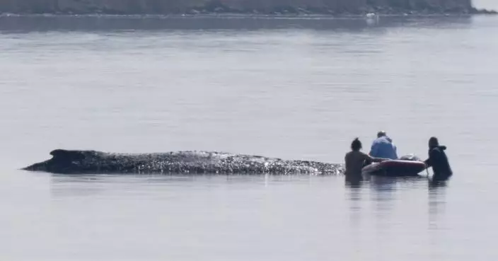 座頭鯨擱淺多日引全德國關注 專家擬用氣墊浮筒拖走