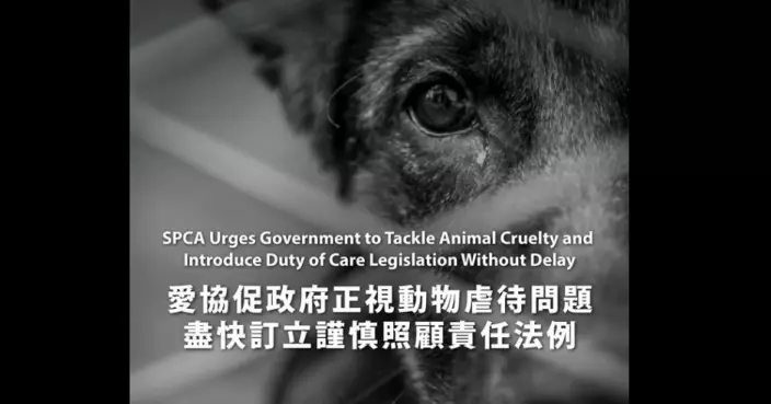 愛護動物協會促盡快訂定謹慎照顧責任法例 容許動物在痛苦惡化前及早介入
