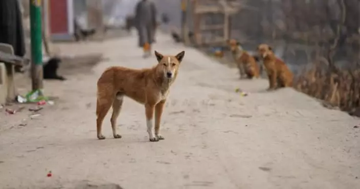 漁護署：每年數百宗殘虐動物舉報 人手許可下會多次到場視察