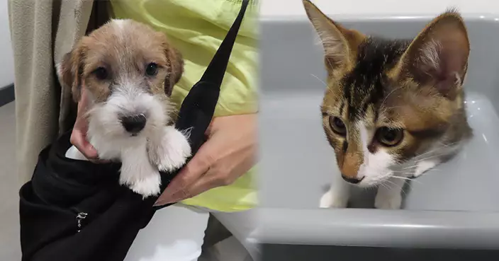 陳克勤：走私動物數字顯著增加 禽鳥走私兩年倍增至1790隻