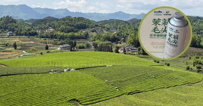 貴州行｜湄潭中國茶海世界最大 抹茶成推動產業轉型升級重要方向