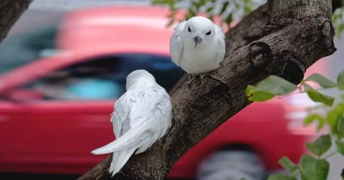 夏威夷白燕鷗適應城市生活 數量十年激增逾五成