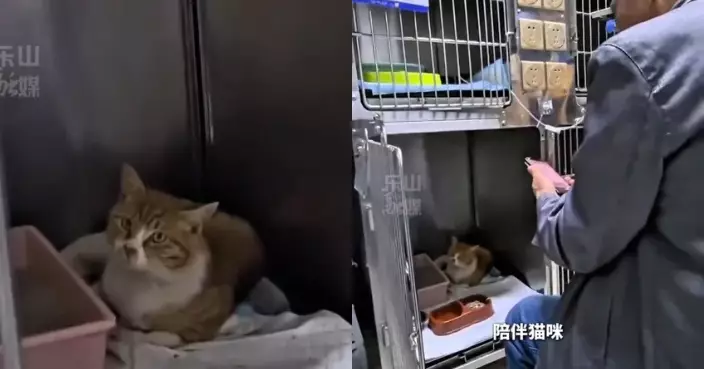 愛貓墮樓重傷住院 江蘇翁每日到醫院探望輕聲唱歌安撫情緒感動網民