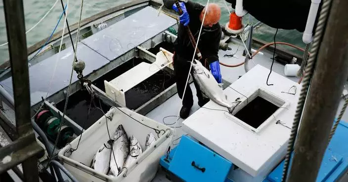 加州商業捕撈三文魚2022年後首重開 濕潤冬季助魚群數量回升