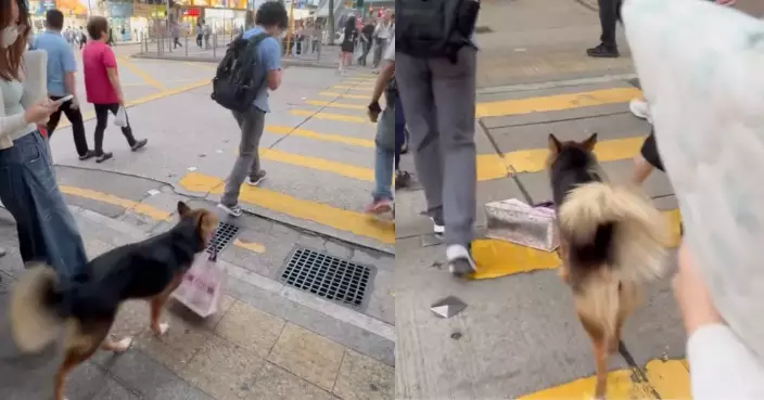 乖巧狗狗鬧市叼袋跟主人過馬路 手挽袋被踢跌 網民心痛：應拖繩免生意外！