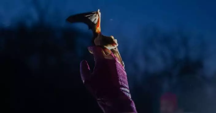 烏克蘭戰火下蝙蝠獲救重返自然 嚴冬後民眾尋慰藉