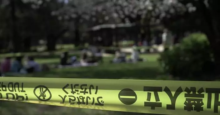 東京櫻花樹老化倒塌頻生 觀賞季安全惹關注