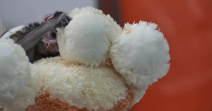 墨西哥幼猴裕治遭母棄獲毛公仔慰藉 動物園協助飼養