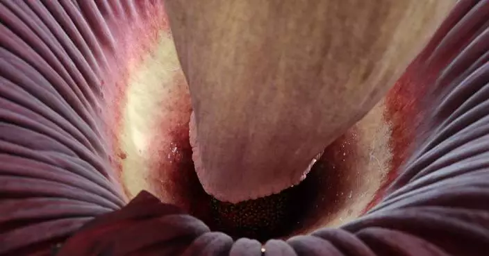 美國麻省曼荷蓮學院屍花再綻放 惡臭撲鼻仍引人潮圍觀