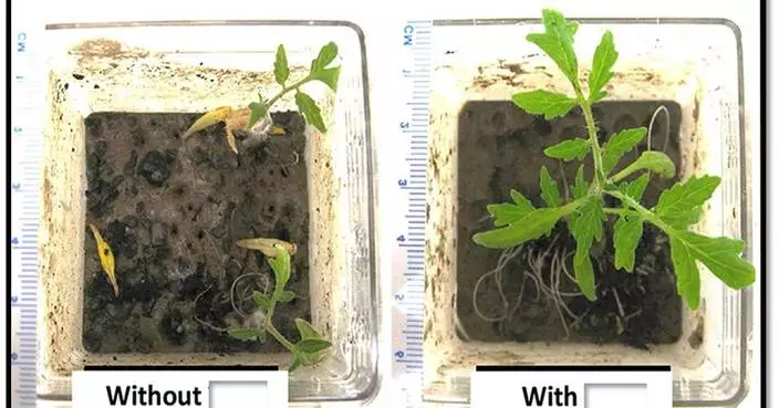 綠色STEM科技公司新肥料將實地測試 助植物應對極端氣候