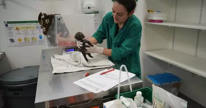 巴黎郊區野生動物醫院：無擁抱有愛心 助傷病動物重返自然