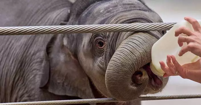 華盛頓國家動物園迎新成員 亞洲象幼崽琳美首度公開亮相