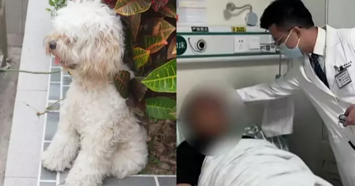 43歲深圳男持續高燒不退！驗出罕見人畜共患「Q熱」　源頭疑與寵物及街市牛肉有關