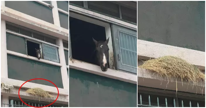 沙田馬房「幸運風彩」不幸跌午餐出街  無奈伸馬頭出窗外「望穿秋水」畫面爆笑登熱搜