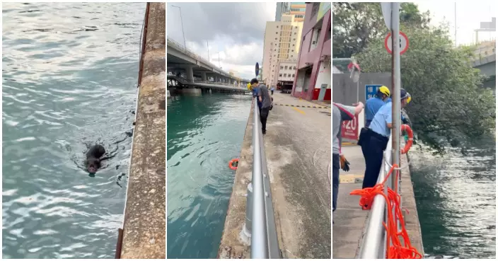 北角有野豬墮海受傷水上漂浮 消防投擲救生圈成功救起