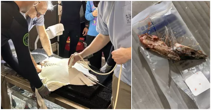 海洋公園獸醫為患病牛鼻鯆施手術取異物 難度極高屬全球首例