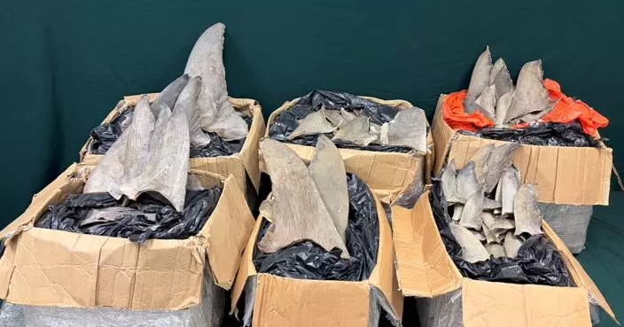 海關機場截查巴拿馬抵港貨物 檢值28萬受管制乾魚翅