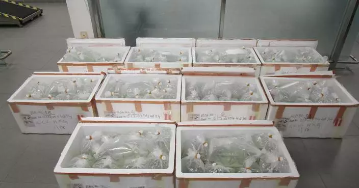 26歲男司機運1366條懷疑受管制巨骨舌魚過關 4.30西九龍裁判法院提堂