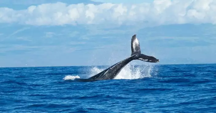 菲律賓女潛水遇巨型鯨鯊！擦肩而過嚇到急上水　網友：畫面夠講一輩子