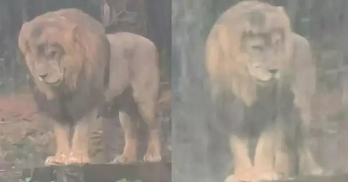 廣州長隆獅子「憂鬱」淋雨爆紅！雨中低頭不動　網民：像失戀主角