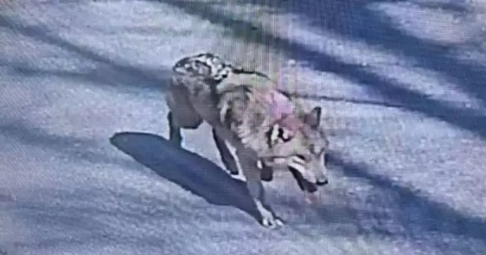 韓主題樂園2歲公狼逃脫一周未捕獲！靈巧躲過無人機麻醉槍　翻越4米高擋土牆