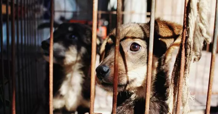 前員工良心不安曝光英國動物測試殘酷內幕！獼猴被插管灌藥、迷你豬背部割8切口