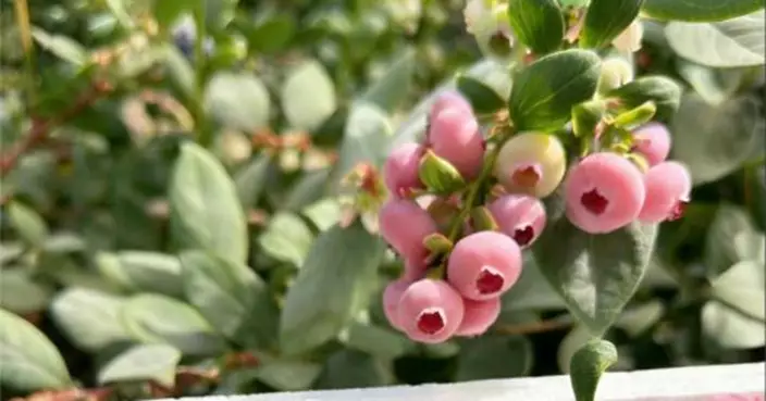 粉色藍莓炒價每公斤800元人幣！專家：自然熟透粉中帶紫 花青素含量未必高