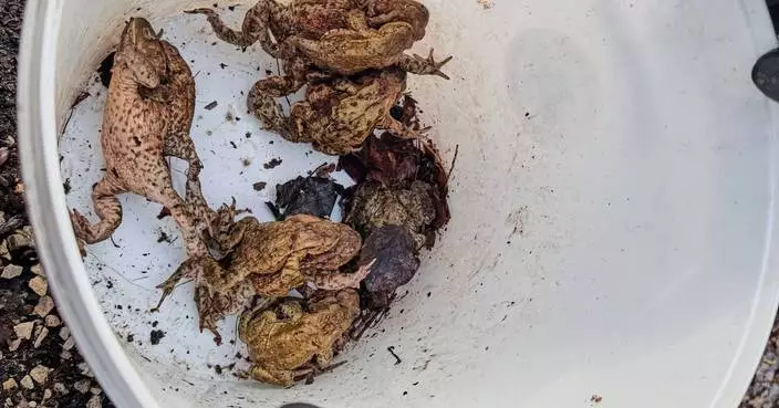 波蘭「青蛙巡邏隊」助兩棲動物過馬路 避開車輛輾斃危機